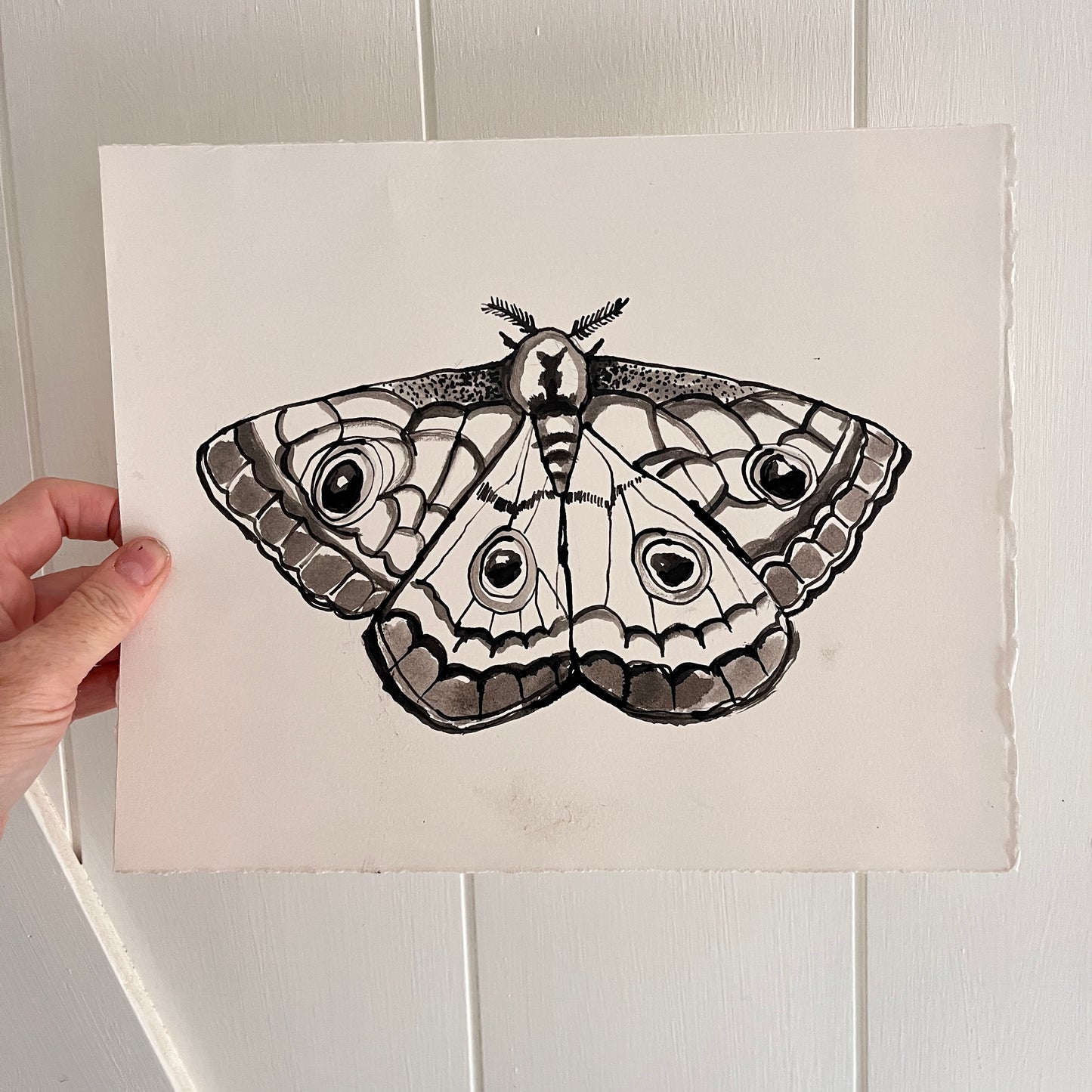 Cecropia Moth, original animal painting by Maggie Stickney