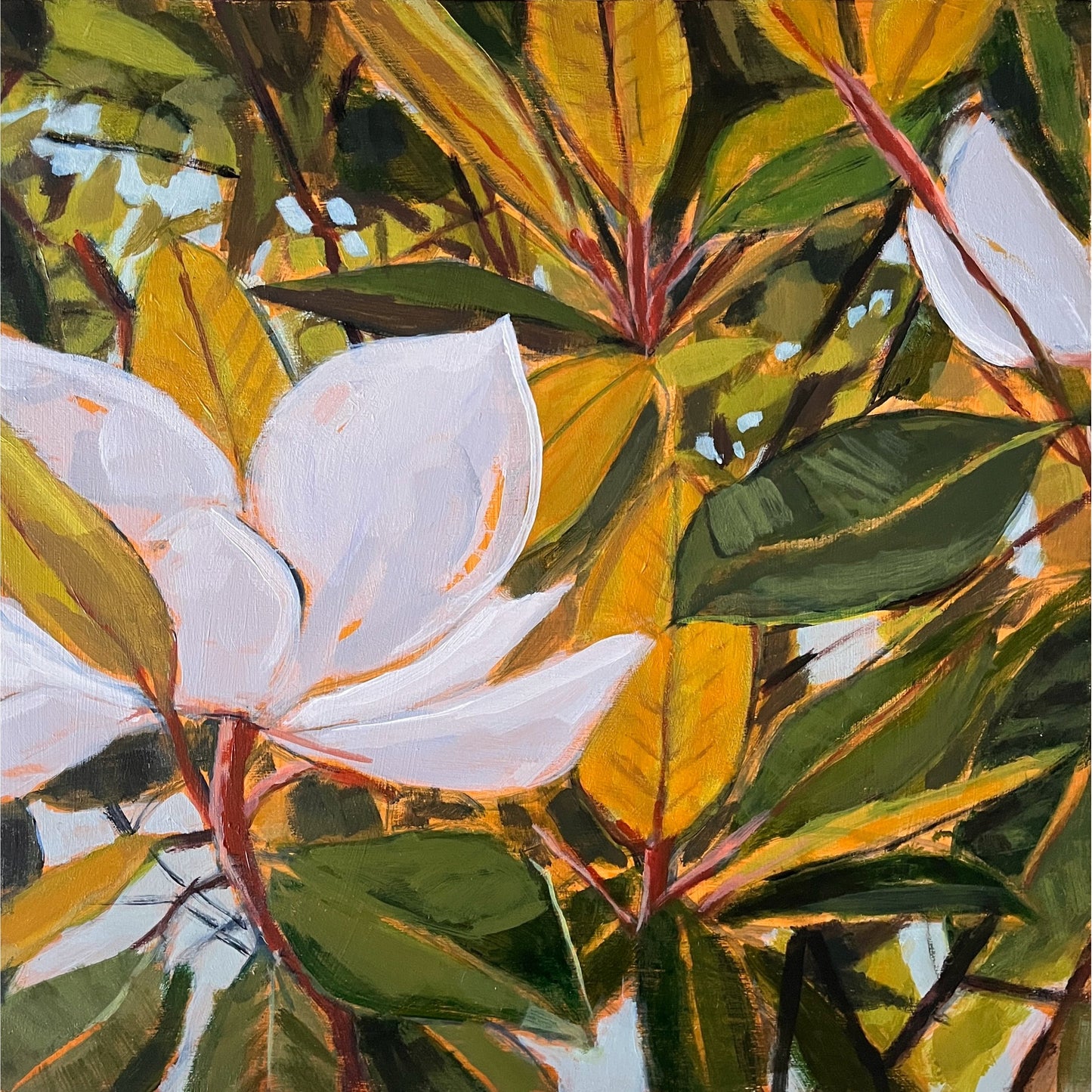 Magnolia Light Study no 1 Print, fine art print by Maggie Stickney